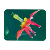 Rote Akelei Magnet (Horizontal)