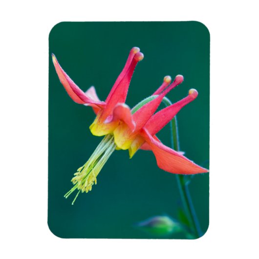 Rote Akelei Magnet (Vertikal)
