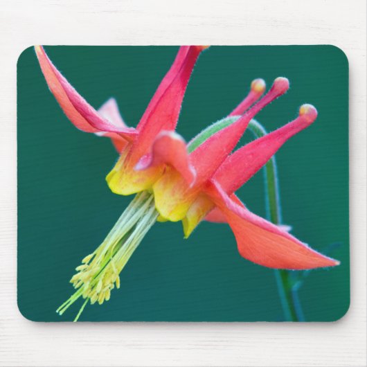 Rote Akelei Mousepad (Vorne)