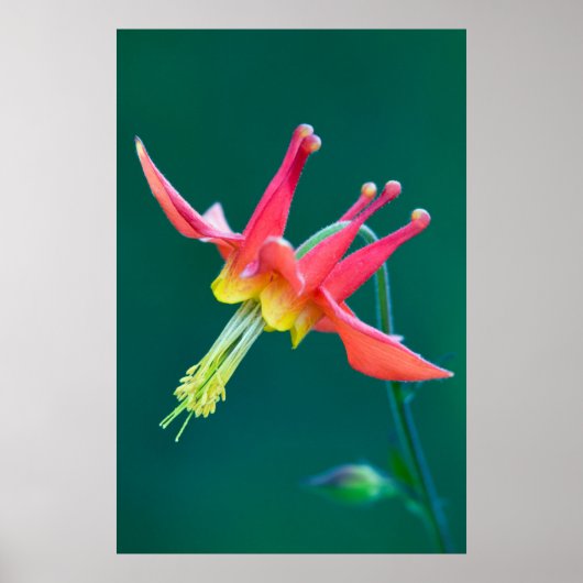 Rote Akelei Poster (Vorne)