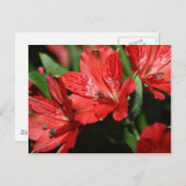 Rote Alstroemeria Blume Postkarte (Vorne/Hinten)