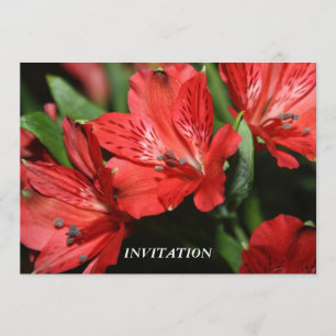 Rote Alstroemeria EINLADUNG