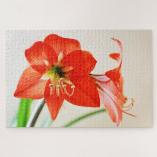 Rote Amaryllis-Blume Puzzle