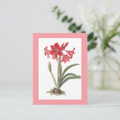 Rote Amaryllis Botanische Illustration Postkarte (Stehend Vorderseite)
