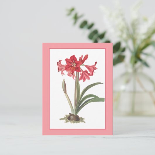 Rote Amaryllis Botanische Illustration Postkarte (Stehend Vorderseite)