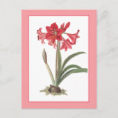 Rote Amaryllis Botanische Illustration Postkarte (Vorderseite)