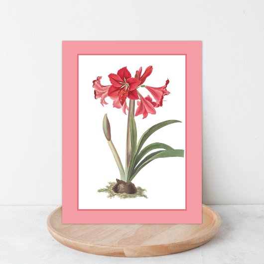 Rote Amaryllis Botanische Illustration Postkarte
