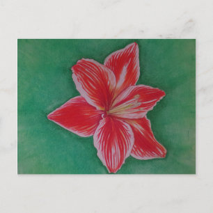 Rote Amaryllis Feiertagspostkarte