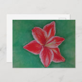 Rote Amaryllis Feiertagspostkarte (Vorne/Hinten)