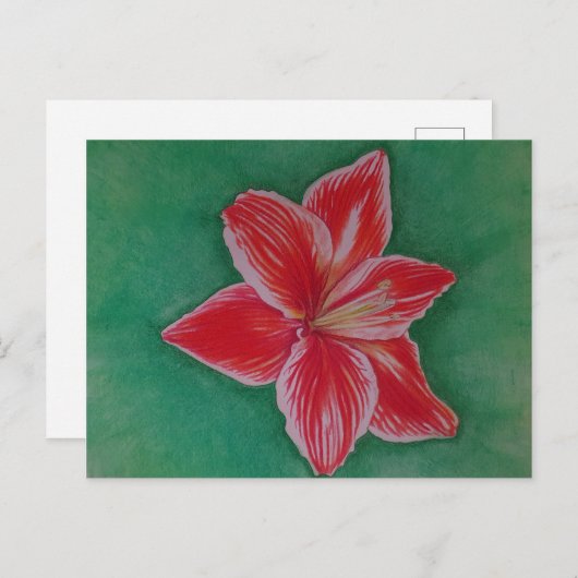 Rote Amaryllis Feiertagspostkarte (Vorne/Hinten)