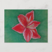 Rote Amaryllis Feiertagspostkarte (Vorderseite)