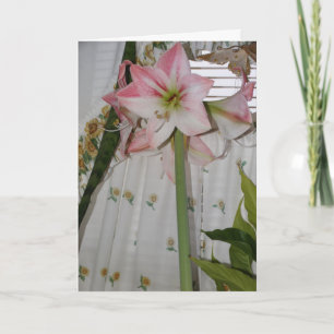 Rote Amaryllis, Ich denke an Dich Karte