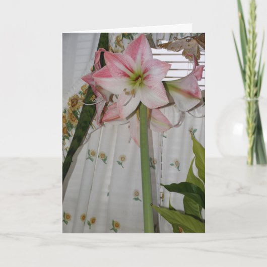 Rote Amaryllis, Ich denke an Dich Karte (Vorderseite)