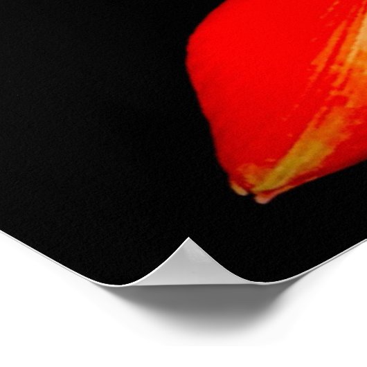 Rote Amaryllis in Schwarz Poster (Ecke)