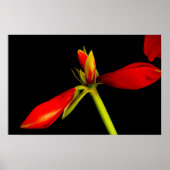 Rote Amaryllis in Schwarz Poster (Vorne)
