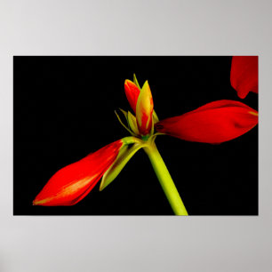 Rote Amaryllis in Schwarz Poster