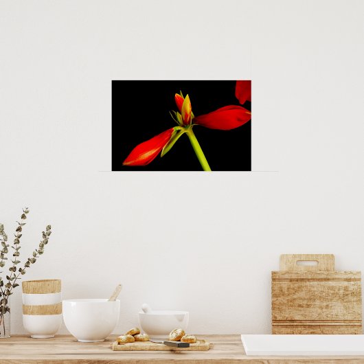 Rote Amaryllis in Schwarz Poster (Küche)