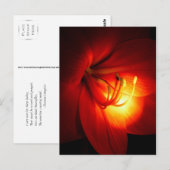 Rote Amaryllis Postkarten (Vorne/Hinten)