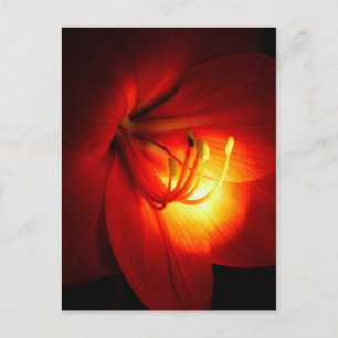 Rote Amaryllis Postkarten