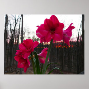 Rote Amaryllis und Winter-Sonnenaufgang Poster