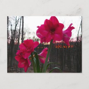 Rote Amaryllis und Winter-Sonnenaufgang Postkarte