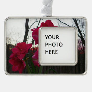 Rote Amaryllis und Winter-Sonnenaufgang Rahmen-Ornament Silber