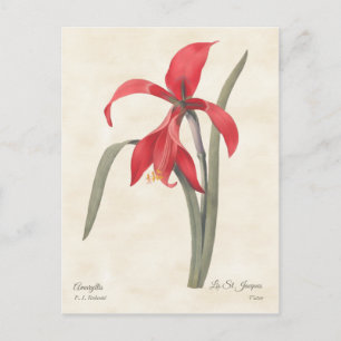 Rote Amaryllis Vintage-Botanik-Illustration Postkarte