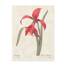 Rote Amaryllis Vintage-Botanik-Illustration