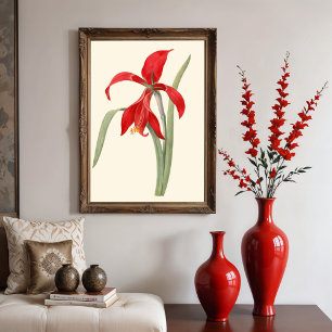 Rote Amaryllis, Vintage botanische Illustration Poster
