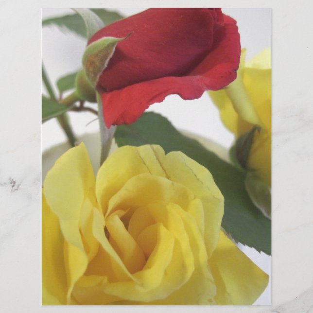 Rote Ameise Gelbe Rosen (Vorderseite)