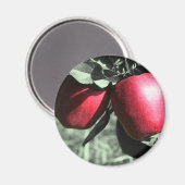 Rote Äpfel auf Schwarzweiss-Magneten Magnet (Vorderseite/Rückseite)