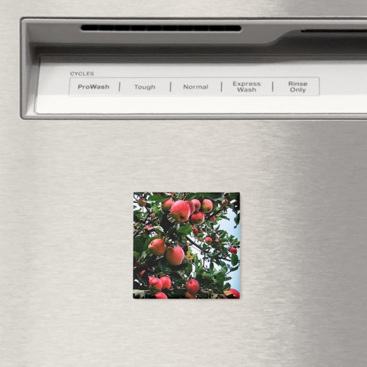 Rote Äpfel Magnet (In Situ (Geschirrspüler))