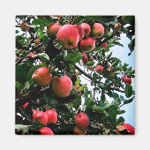 Rote Äpfel Magnet (Vorne)