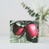 Rote Äpfel Schwarz-weiße Postkarte (Stehend Vorderseite)