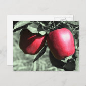 Rote Äpfel Schwarz-weiße Postkarte (Vorne/Hinten)