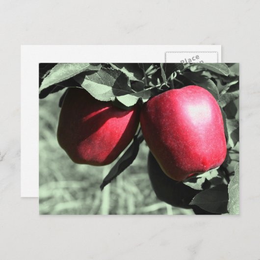 Rote Äpfel Schwarz-weiße Postkarte (Vorne/Hinten)