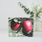 Rote Äpfel sind eine andere inspirierende Postkart Postkarte (Stehend Vorderseite)