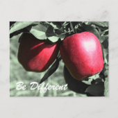 Rote Äpfel sind eine andere inspirierende Postkart Postkarte (Vorderseite)