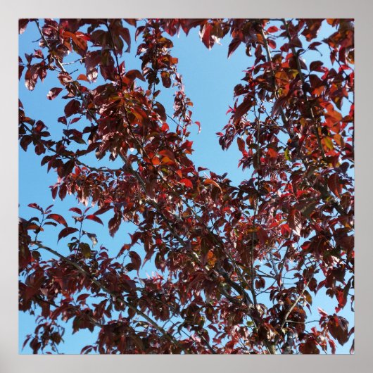 rote Äste unter blauem Himmel Poster (Vorne)