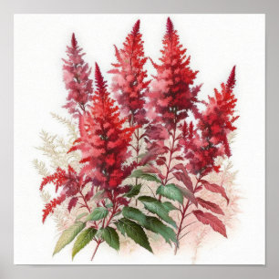 Rote Astilbe-Blumenkunst Druck Poster