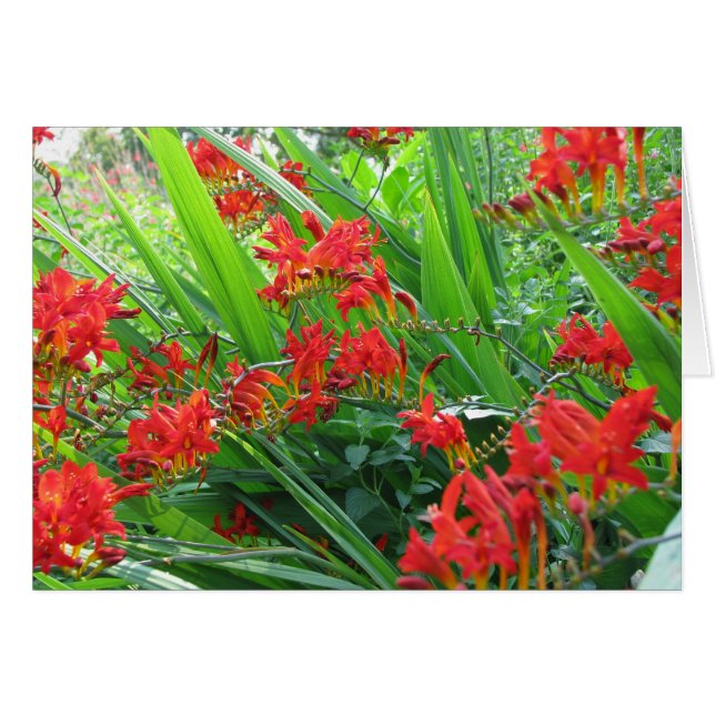 rote Aufnahme (Vorderseite (Horizontal))