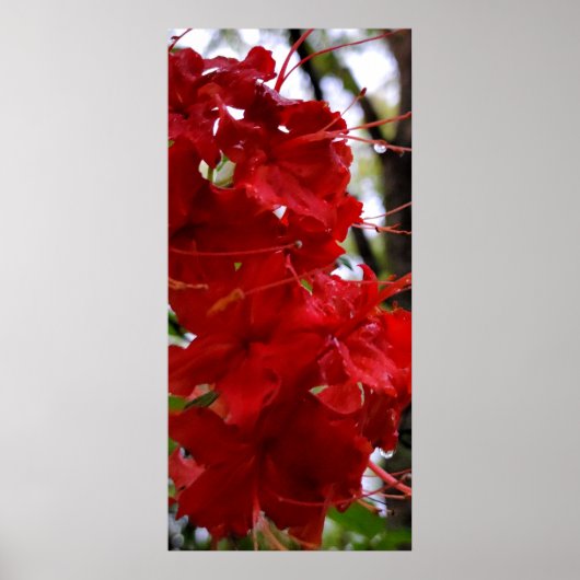 Rote Azalea Blume Poster (Vorne)
