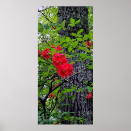 Rote Azalea Blume Poster