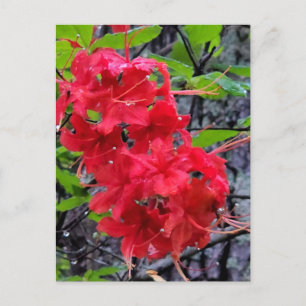 Rote Azalea Blume Postkarte