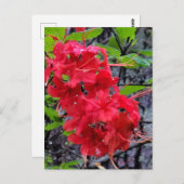 Rote Azalea Blume Postkarte (Vorne/Hinten)