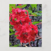 Rote Azalea Blume Postkarte (Vorderseite)