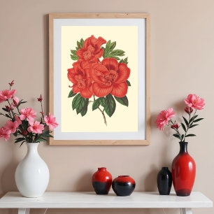 Rote Azalee botanische Illustration Poster