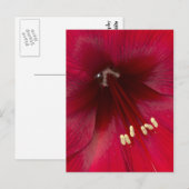Rote Azalee Nahaufnahme Postkarte (Vorne/Hinten)