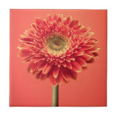 Rote Barberton Gerbera-Gänseblümchen-Blume Fliese (Vorderseite)