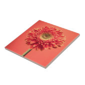 Rote Barberton Gerbera-Gänseblümchen-Blume Fliese (Seite)
